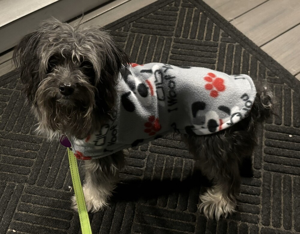 Miko, an adoptable Aussiedoodle in Greenbelt, MD, 20768 | Photo Image 6