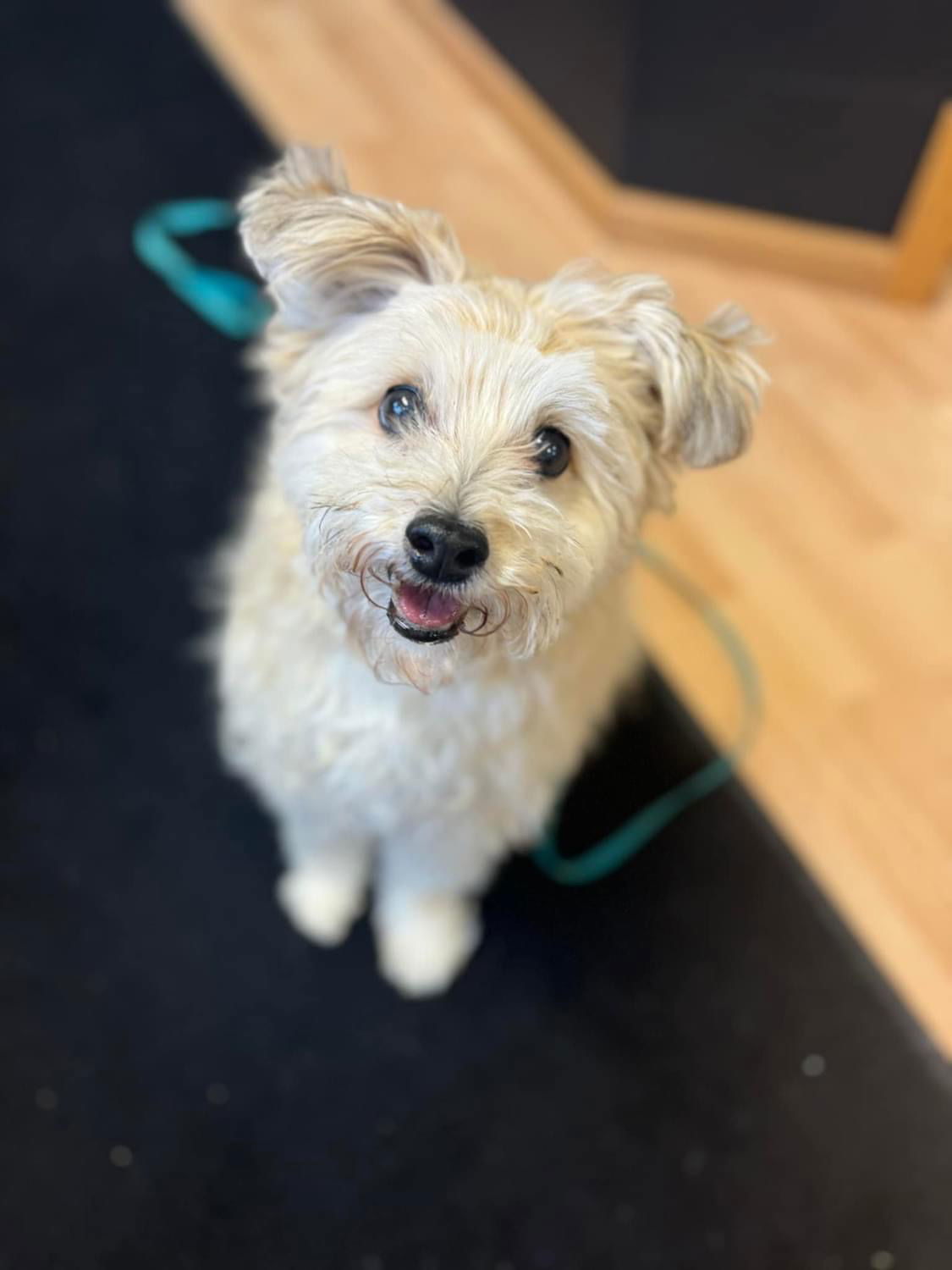 Chuy, an adoptable Pomeranian, Cockapoo in Saint Cloud, MN, 56303 | Photo Image 1