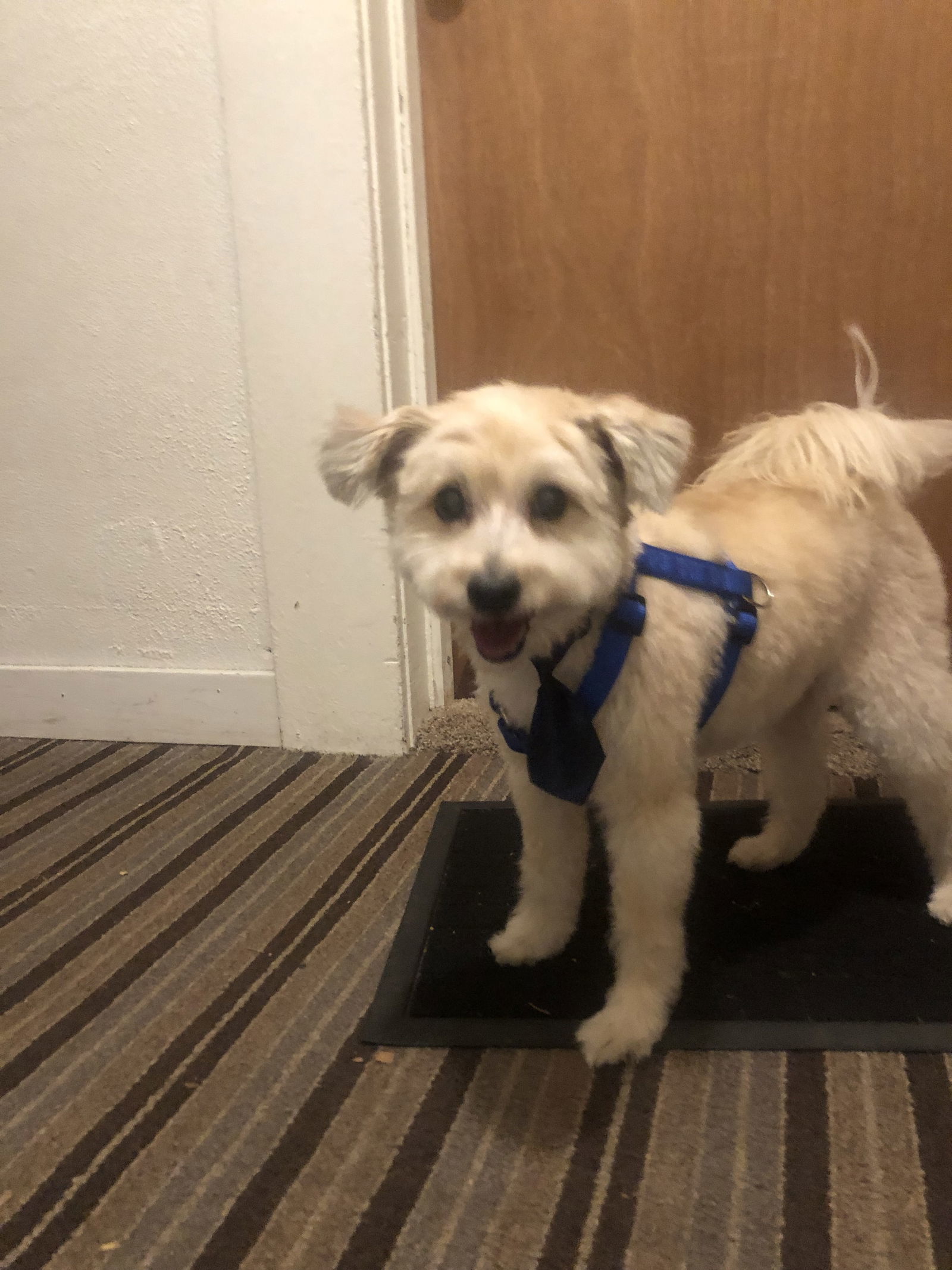 Chuy, an adoptable Pomeranian, Cockapoo in Saint Cloud, MN, 56303 | Photo Image 2