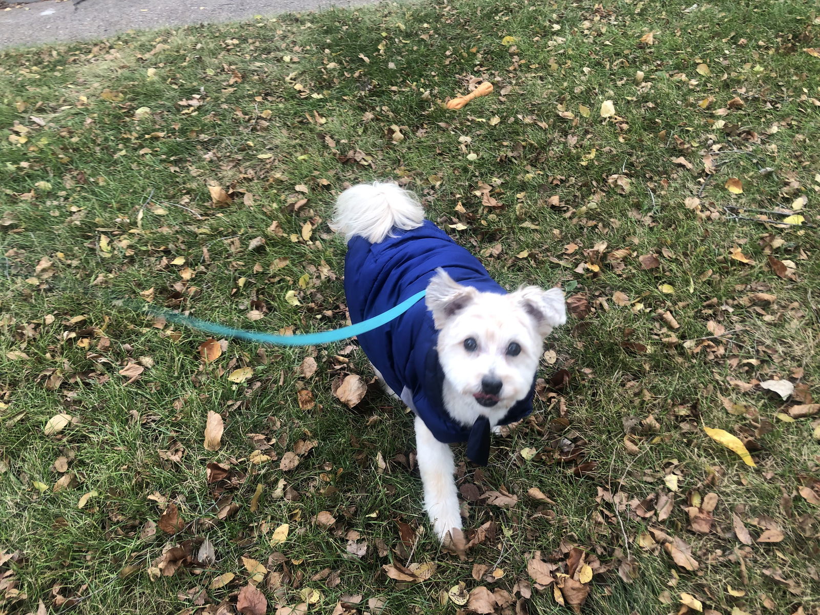 Chuy, an adoptable Pomeranian, Cockapoo in Saint Cloud, MN, 56303 | Photo Image 3