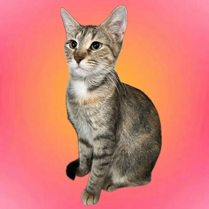 Cat for adoption Rainbow Brite a Domestic Short Hair Mix in Corpus Christi TX Petfinder