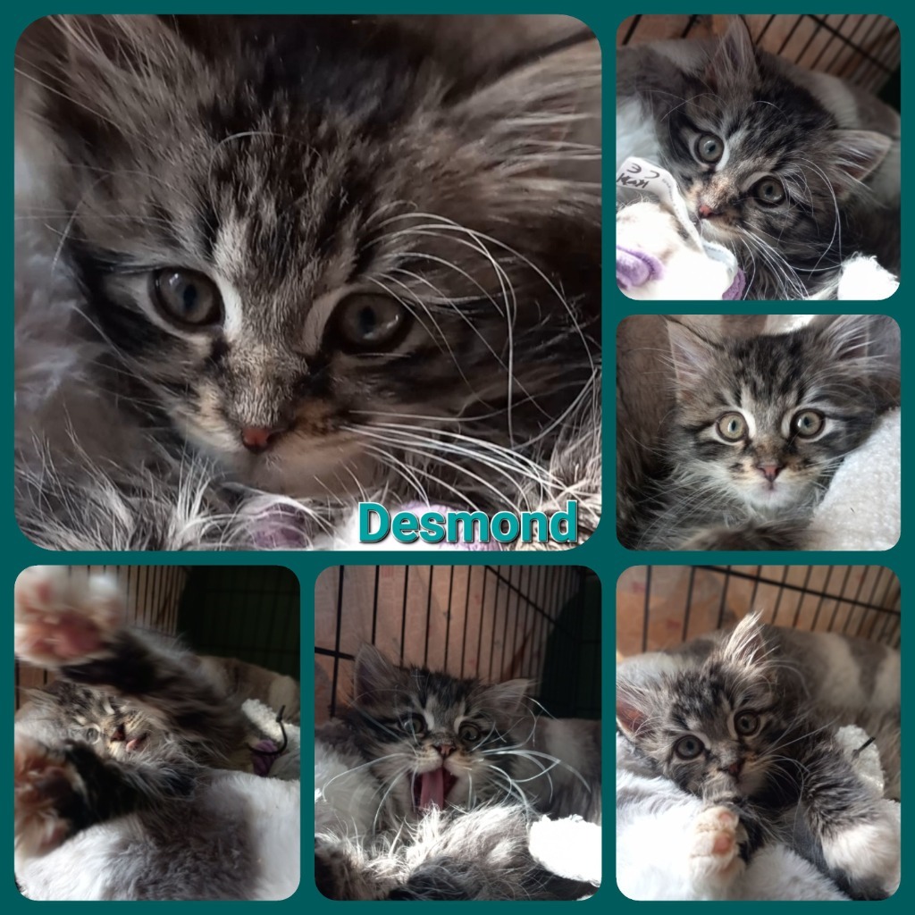 Desmond