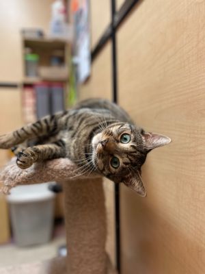 Blake / Bruce, Adult Male Domestic Short Hair