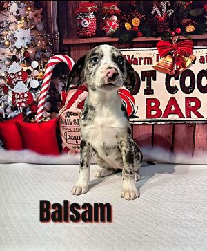 Balsam