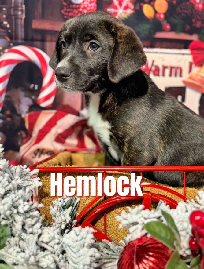 Hemlock