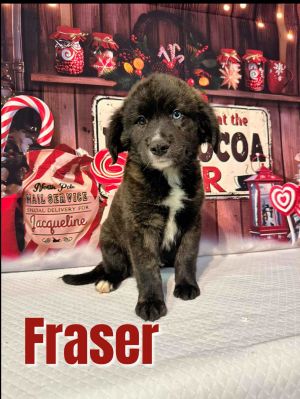 Fraser