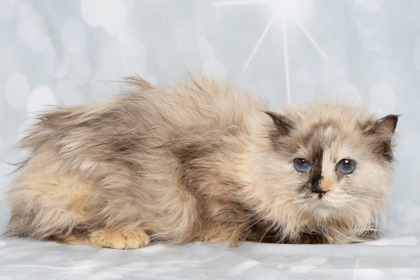 Ellen, an adoptable Ragdoll, Domestic Short Hair in Caldwell, ID, 83607 | Photo Image 1