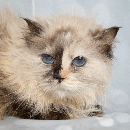 Ellen, an adoptable Ragdoll, Domestic Short Hair in Caldwell, ID, 83607 | Photo Image 2