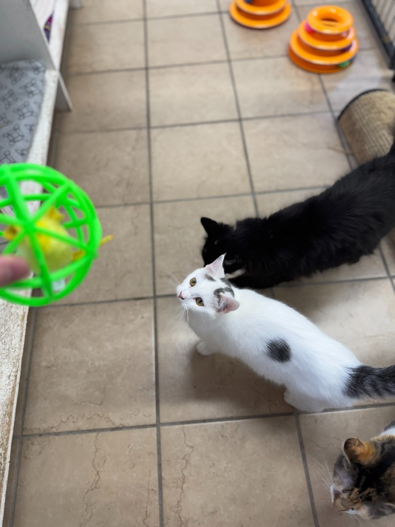 Crab Rangoon, an adoptable Domestic Short Hair in Hastings, NE, 68901 | Photo Image 1