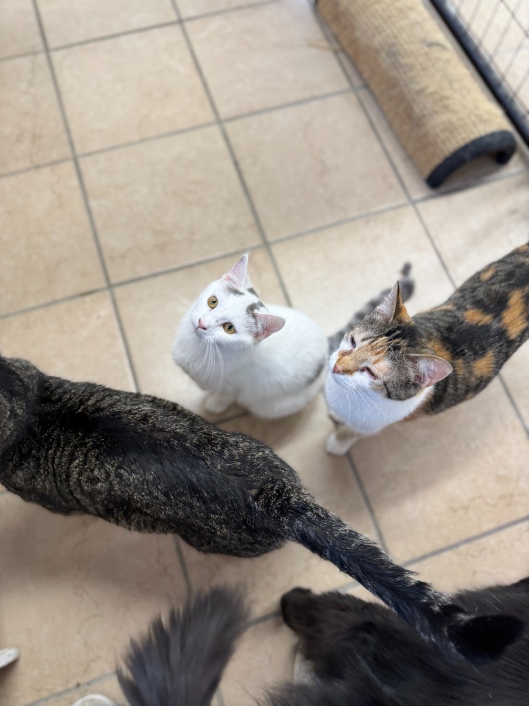 Crab Rangoon, an adoptable Domestic Short Hair in Hastings, NE, 68901 | Photo Image 2