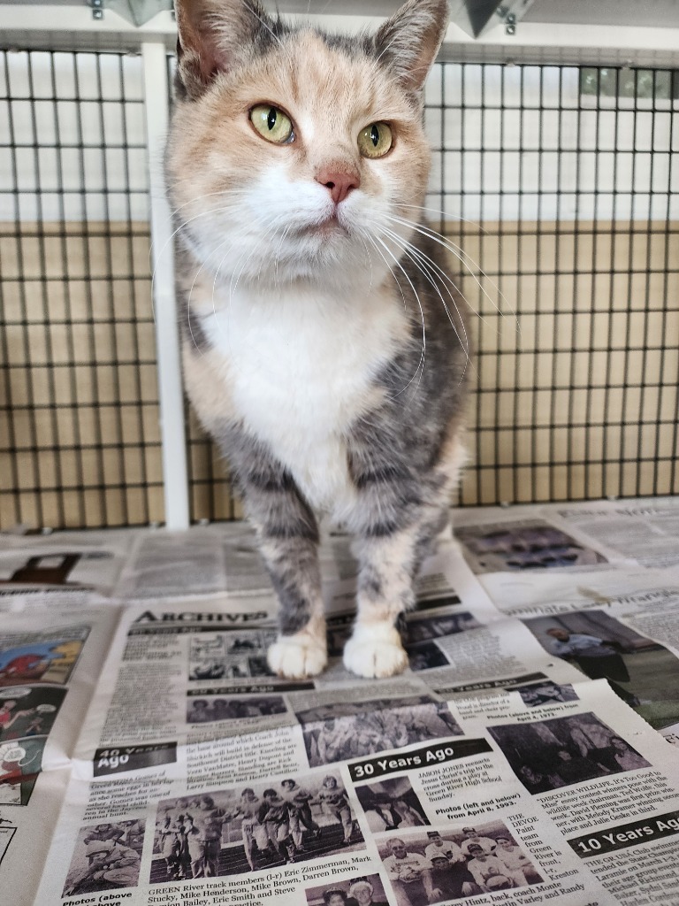 Piper, an adoptable Domestic Medium Hair in Green River, WY, 82935 | Photo Image 2