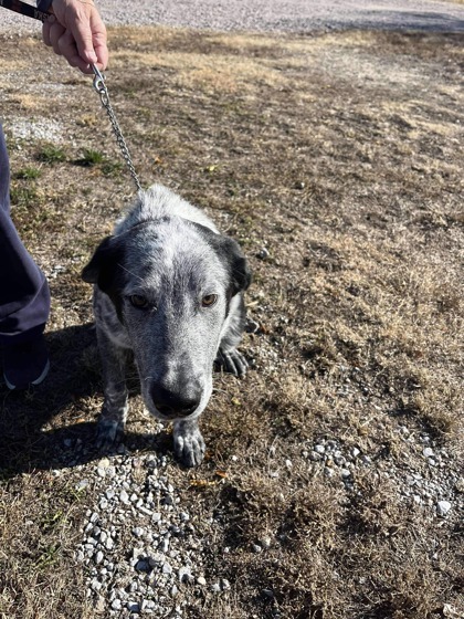 Glenn, an adoptable Border Collie, Mixed Breed in McCook, NE, 69001 | Photo Image 2