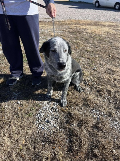 Glenn, an adoptable Border Collie, Mixed Breed in McCook, NE, 69001 | Photo Image 3