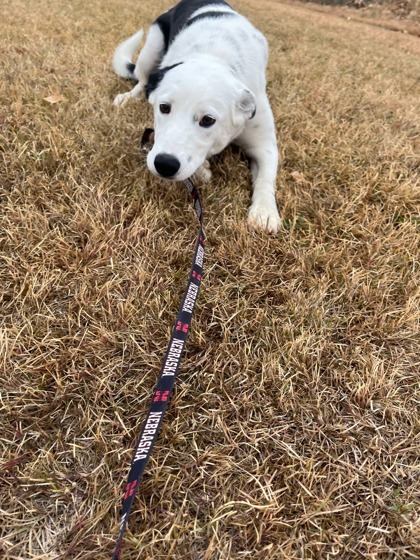 Lydia, an adoptable Border Collie, Mixed Breed in McCook, NE, 69001 | Photo Image 1