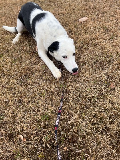 Lydia, an adoptable Border Collie, Mixed Breed in McCook, NE, 69001 | Photo Image 2