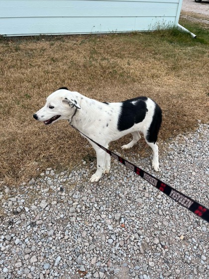 Lydia, an adoptable Border Collie, Mixed Breed in McCook, NE, 69001 | Photo Image 3