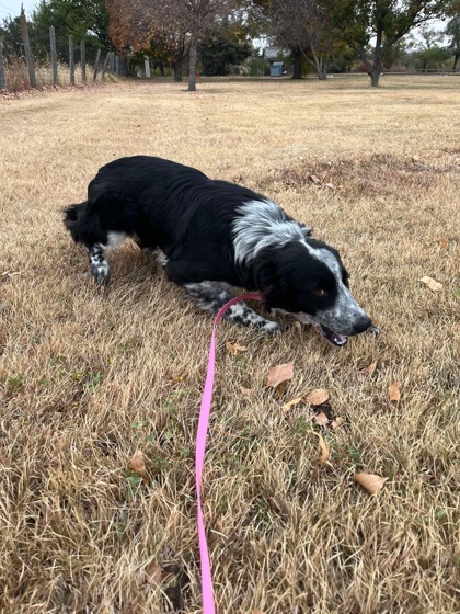 Maggie, an adoptable Border Collie, Mixed Breed in McCook, NE, 69001 | Photo Image 1