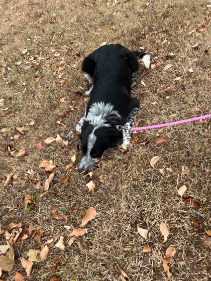 Maggie, an adoptable Border Collie, Mixed Breed in McCook, NE, 69001 | Photo Image 2