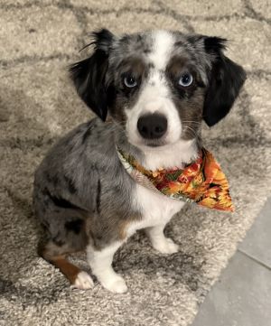 Dog for adoption Cane an Australian Shepherd in Arlington TX Petfinder