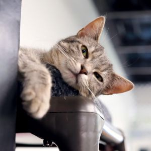 Cat Sajak is the kind of kitty who plays hard and naps hardfor him there is no