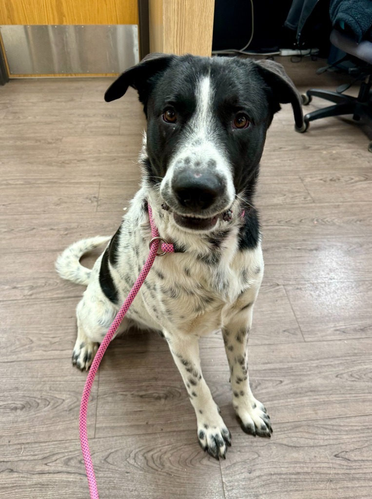 Monty, an adoptable Labrador Retriever, Mixed Breed in Gillette, WY, 82716 | Photo Image 1