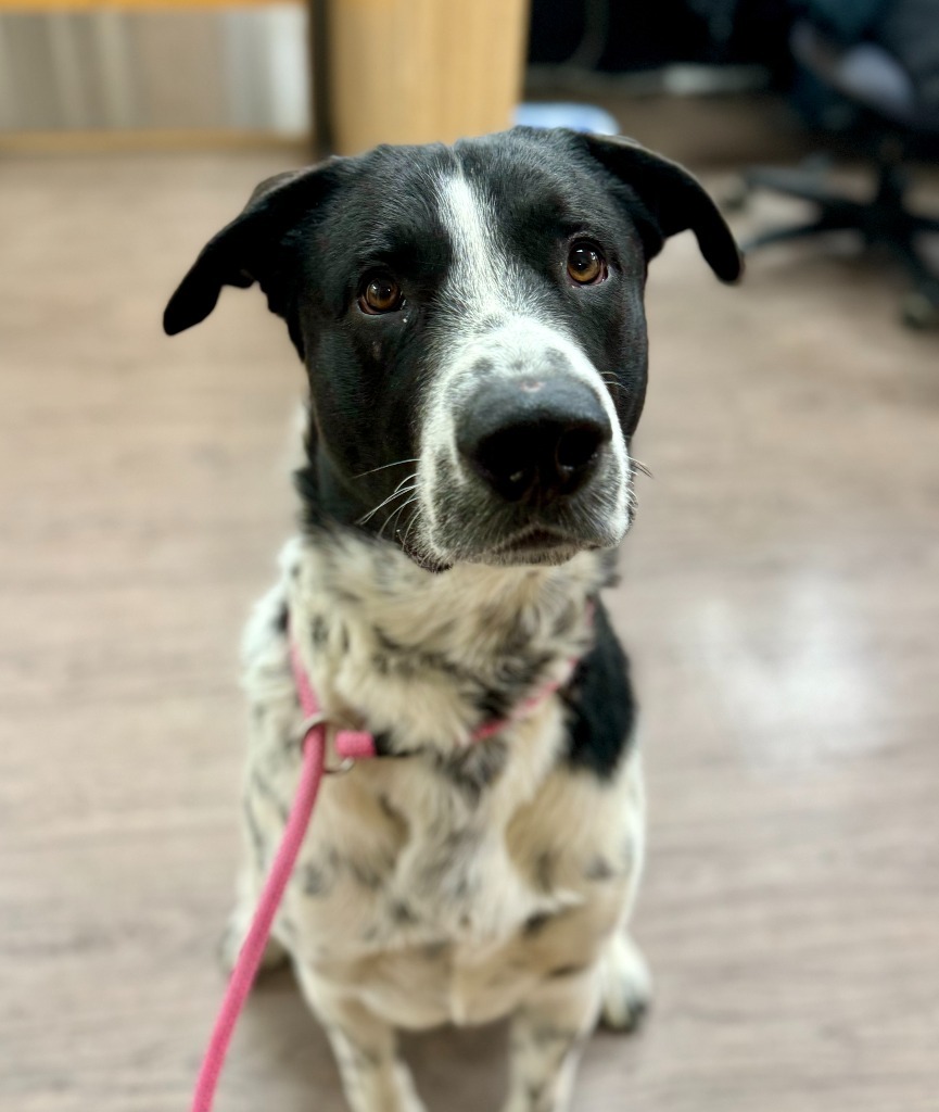 Monty, an adoptable Labrador Retriever, Mixed Breed in Gillette, WY, 82716 | Photo Image 2