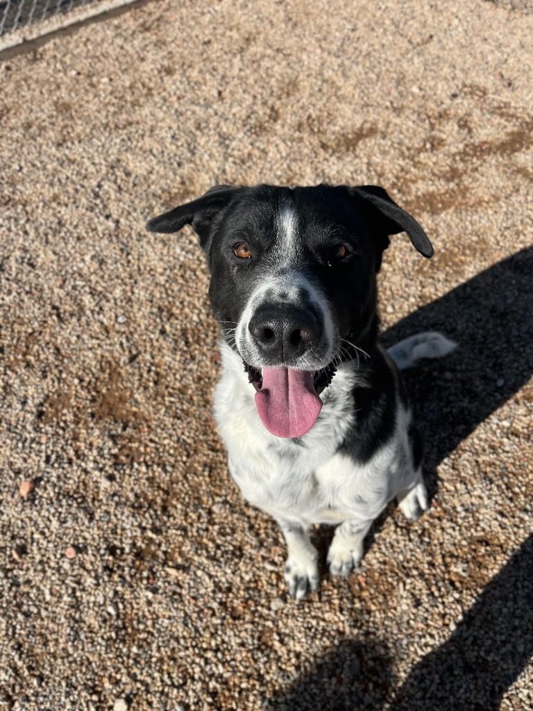 Monty, an adoptable Labrador Retriever, Mixed Breed in Gillette, WY, 82716 | Photo Image 3