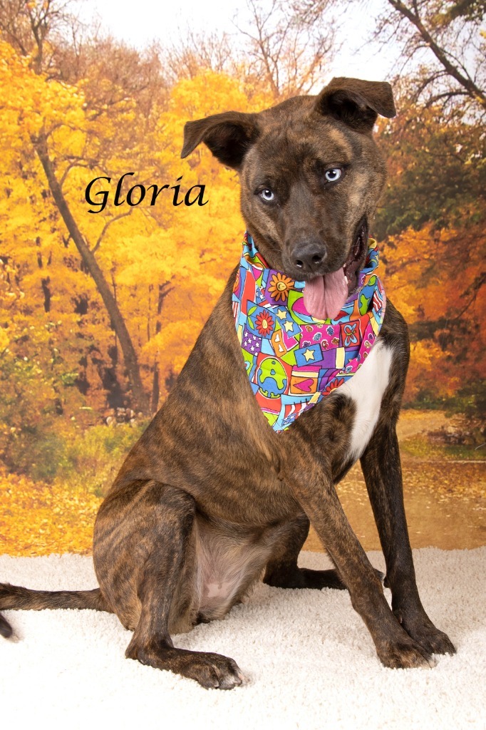 Gloria 2