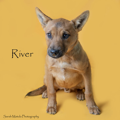 River, an adoptable Australian Cattle Dog / Blue Heeler, Shepherd in Ruidoso, NM, 88345 | Photo Image 1