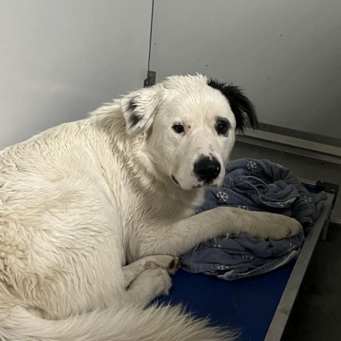 Truffle, an adoptable Retriever in Garden City, KS, 67846 | Photo Image 1