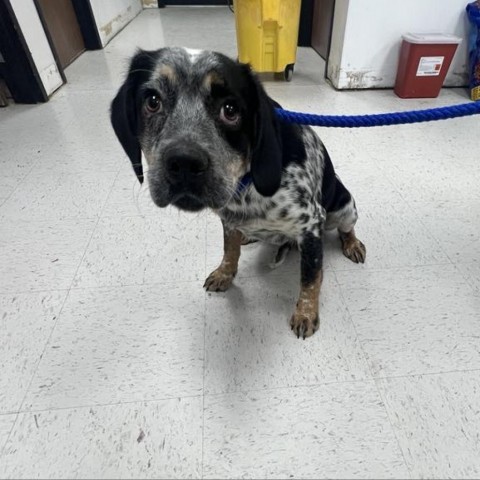 Gunner, an adoptable Bluetick Coonhound in Garden City, KS, 67846 | Photo Image 1