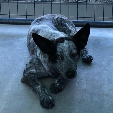 Madden, an adoptable Australian Cattle Dog / Blue Heeler in Garden City, KS, 67846 | Photo Image 1