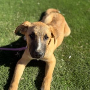 Handsome, Young Male Anatolian Shepherd