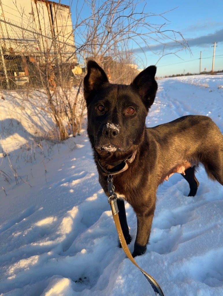 Yukon, an adoptable Husky in Yellowknife, NT, X1A 2W5 | Photo Image 1