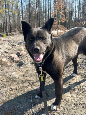 Yukon, Adult Female Husky