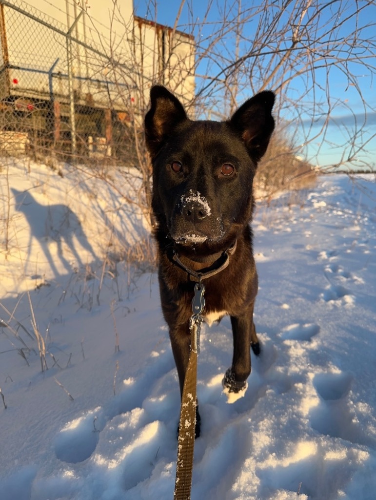 Yukon, an adoptable Husky in Yellowknife, NT, X1A 2W5 | Photo Image 2