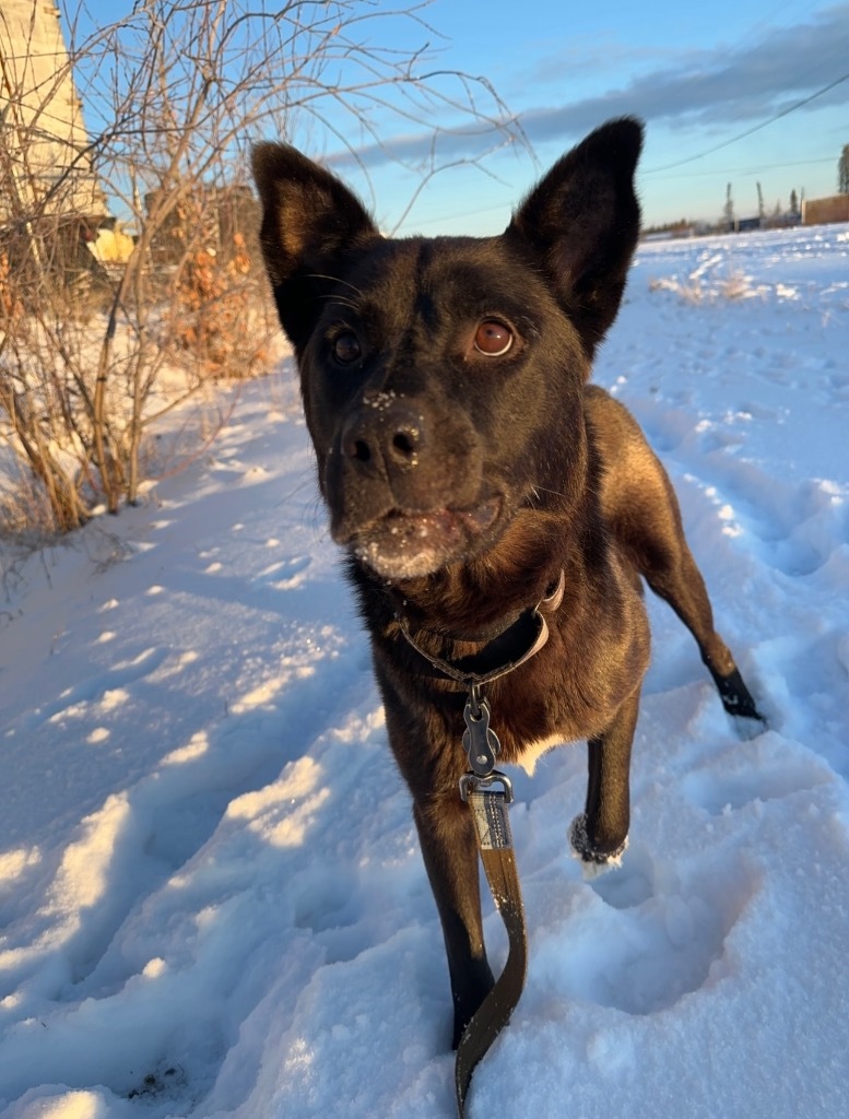 Yukon, an adoptable Husky in Yellowknife, NT, X1A 2W5 | Photo Image 3