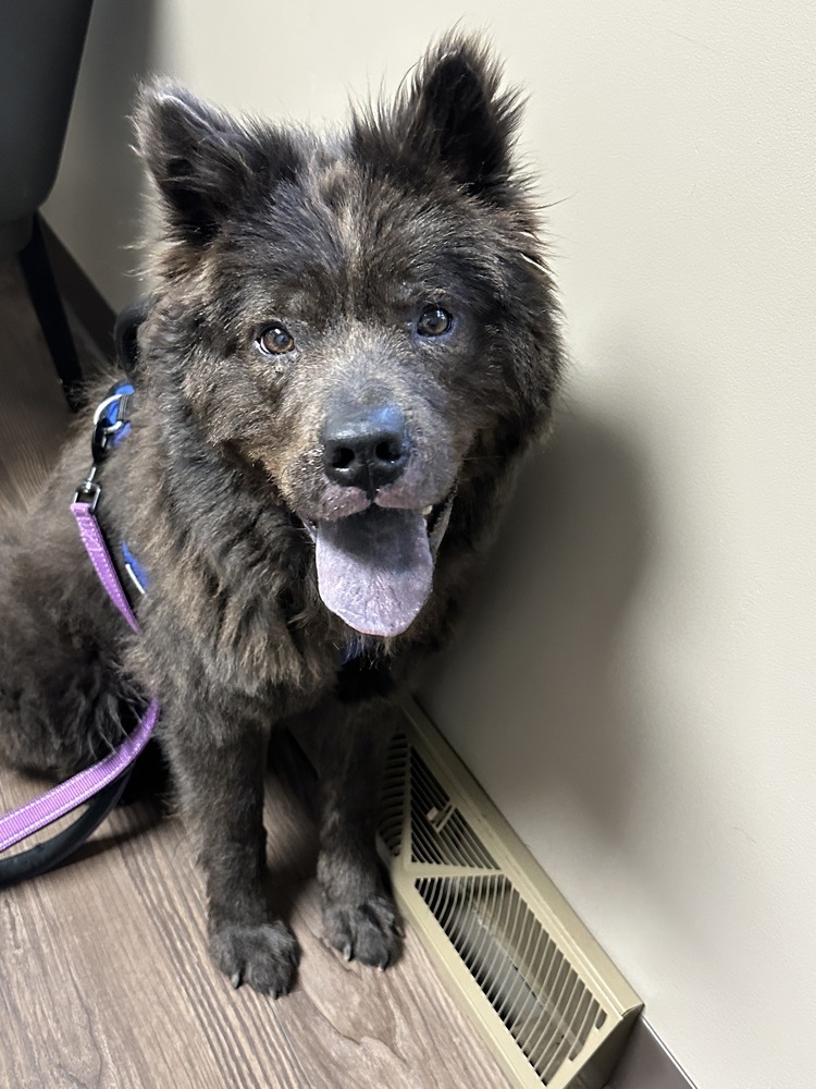 Timothy, an adoptable Mixed Breed in Houghton, MI, 49931 | Photo Image 1