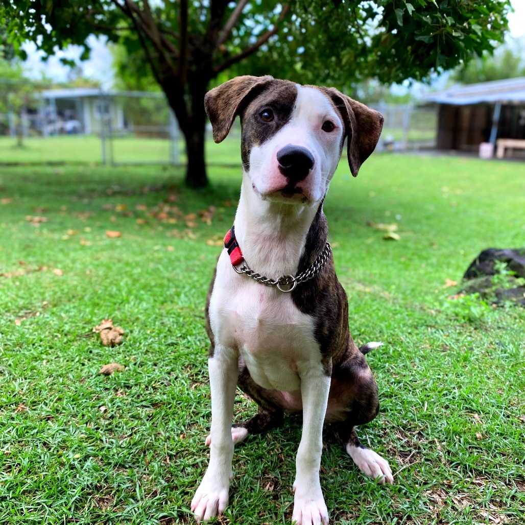Herb Litter: Mint, an adoptable Pit Bull Terrier in Keaau, HI, 96749 | Photo Image 1