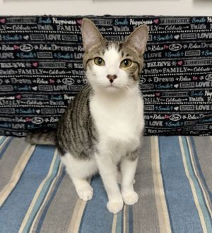 Oak, Young Male Domestic Short Hair