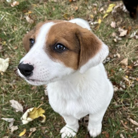 Angela, an adoptable Mixed Breed in Duluth, MN, 55804 | Photo Image 1