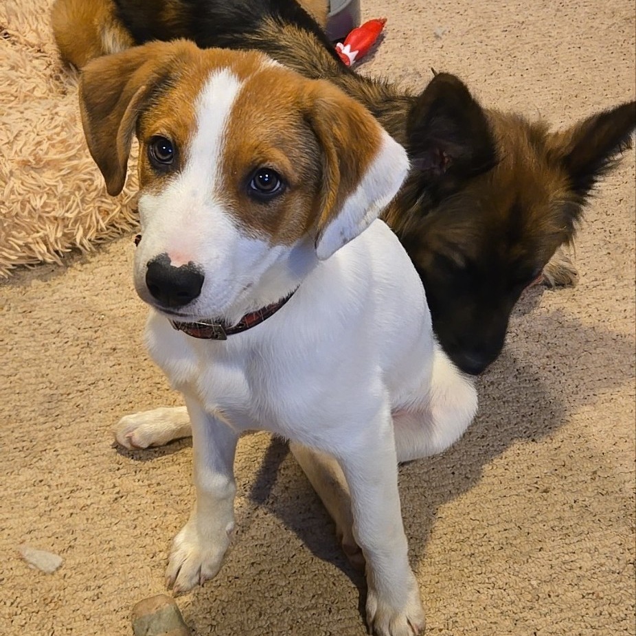 Angela, an adoptable Mixed Breed in Duluth, MN, 55804 | Photo Image 1