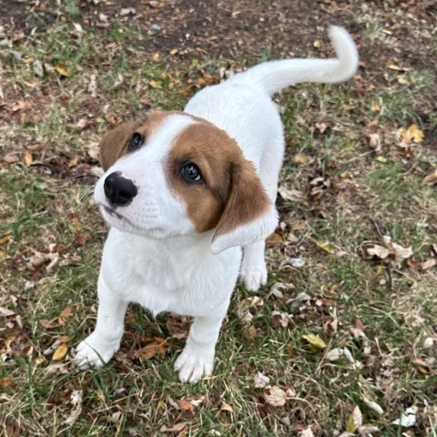 Angela, an adoptable Mixed Breed in Duluth, MN, 55804 | Photo Image 2