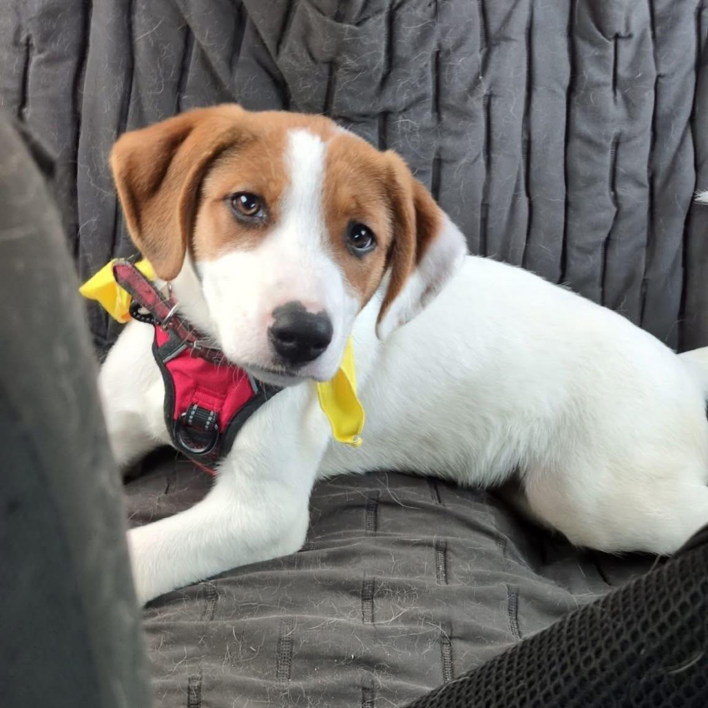 Angela, an adoptable Mixed Breed in Duluth, MN, 55804 | Photo Image 2