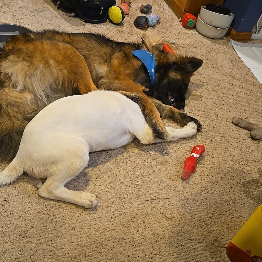 Angela, an adoptable Mixed Breed in Duluth, MN, 55804 | Photo Image 3
