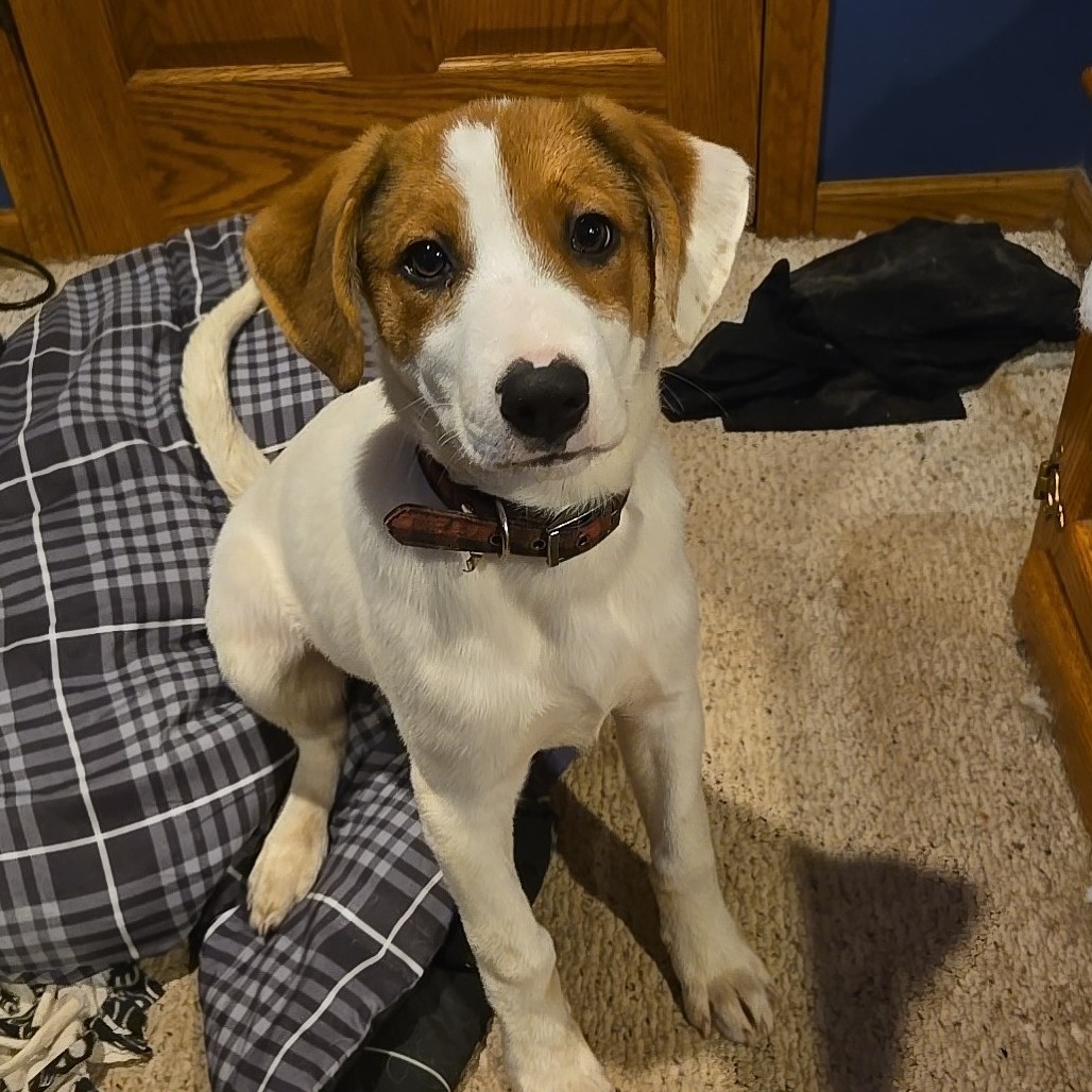 Angela, an adoptable Mixed Breed in Duluth, MN, 55804 | Photo Image 4