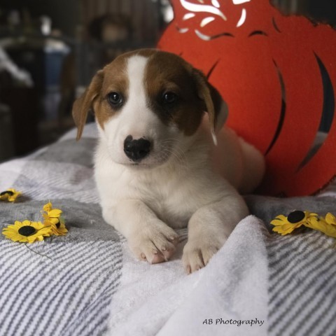 Angela, an adoptable Mixed Breed in Duluth, MN, 55804 | Photo Image 5