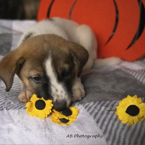 Sephira, an adoptable Mixed Breed in Duluth, MN, 55804 | Photo Image 1