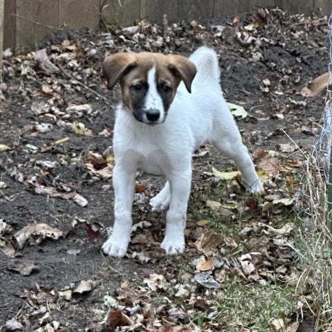 Sephira, an adoptable Mixed Breed in Duluth, MN, 55804 | Photo Image 2