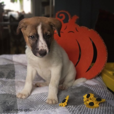 Sephira, an adoptable Mixed Breed in Duluth, MN, 55804 | Photo Image 3